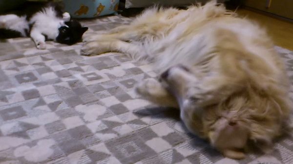 大型犬のマネをする子猫