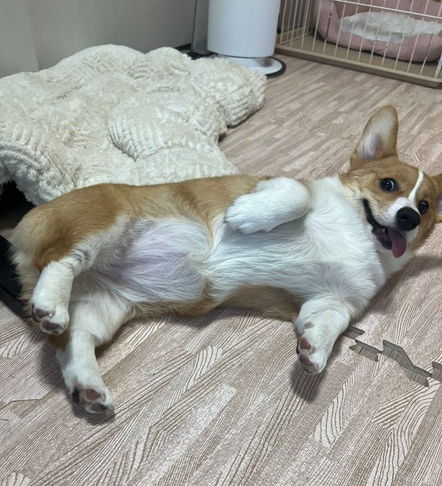 必殺技「おなか出し!」をするシフォンちゃん