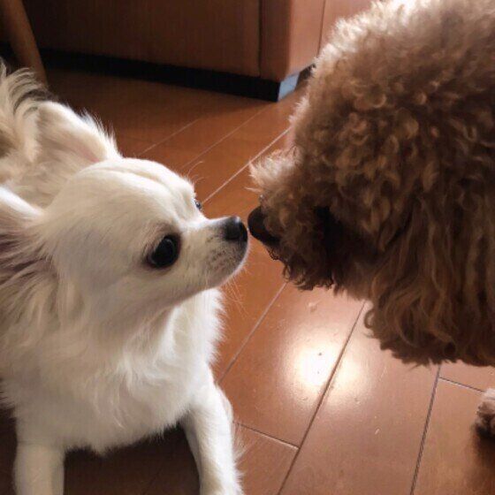友達犬と仲良しなチワワのぽんずくん
