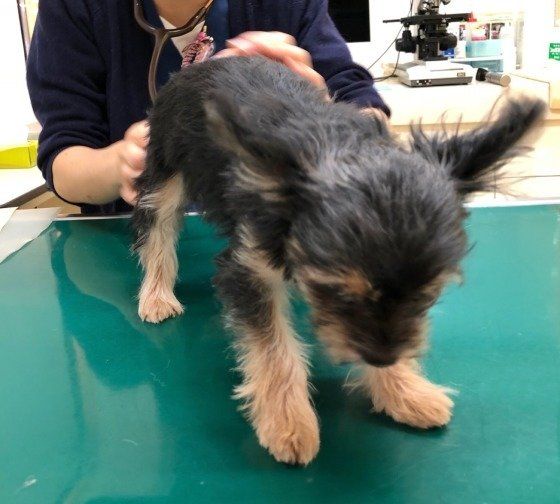 【獣医師監修】犬の定期的な健康診断とは？どの検査項目を行えばいいの？