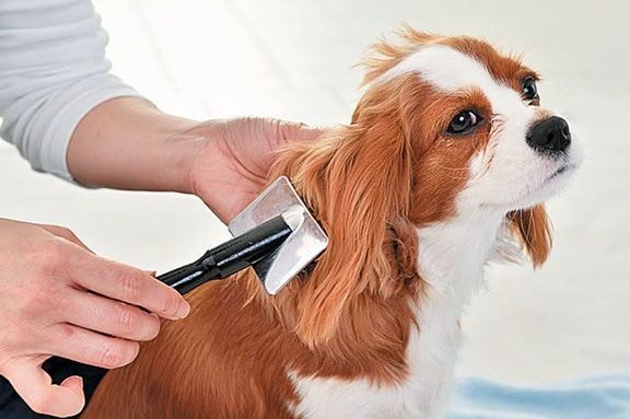 ブラッシングされる犬