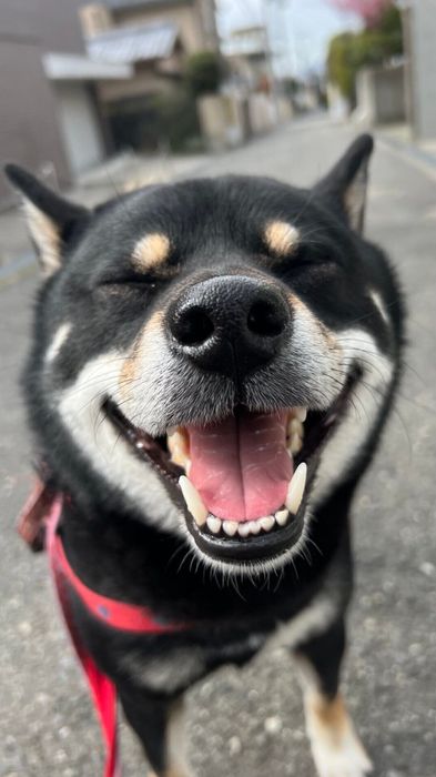 笑っている柴犬