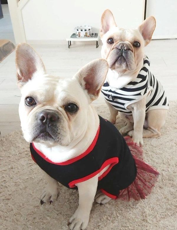 仲良しなボブくん・イブちゃん