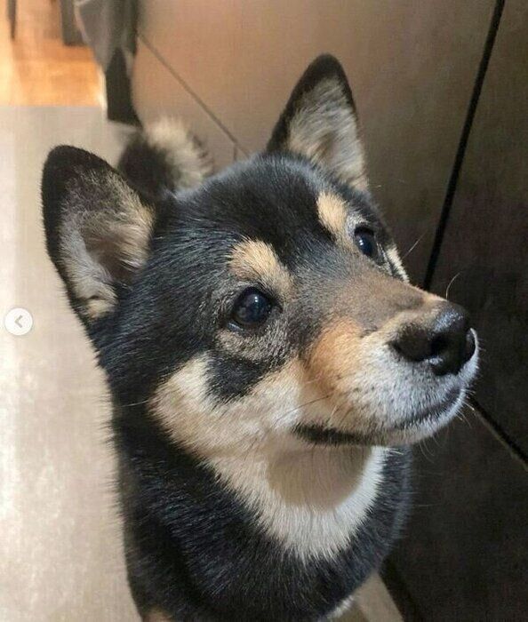 見つめる小春ちゃん