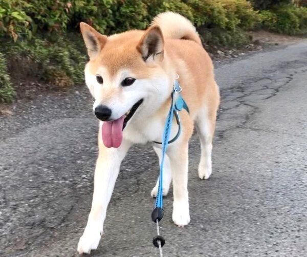 お散歩する福丸くん