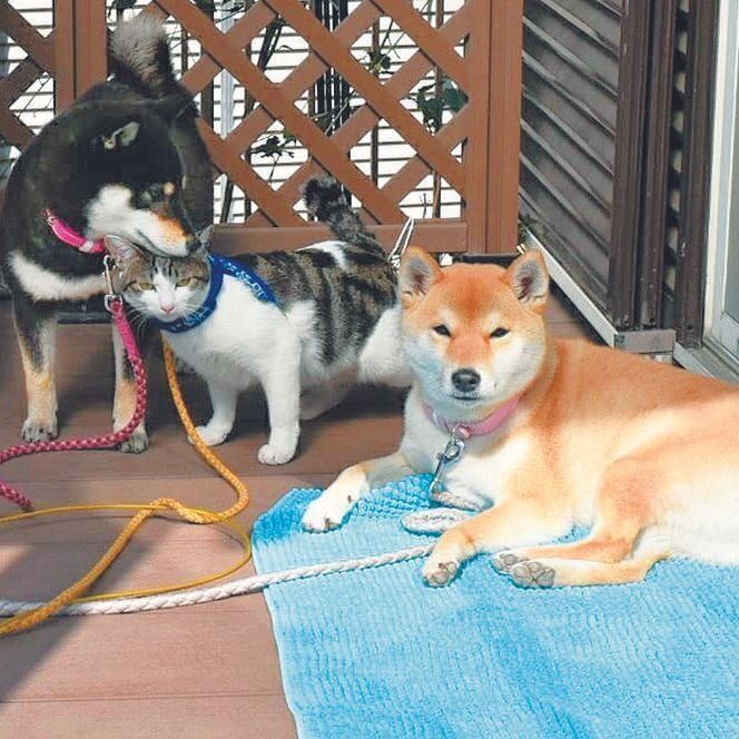 犬と猫、いっしょにひなたぼっこ