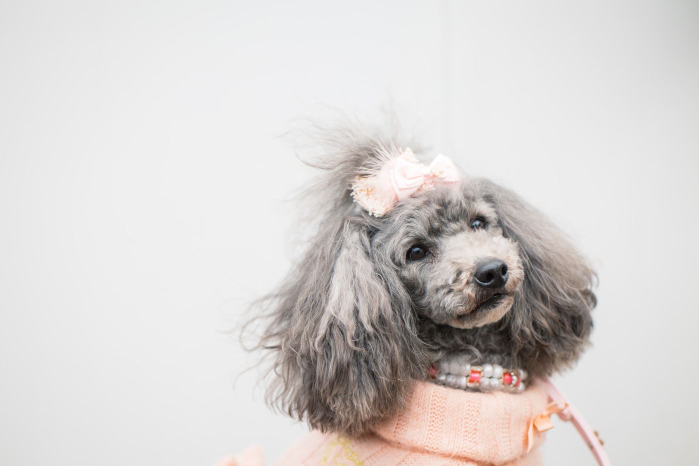 女子犬より男子犬のほうが やんちゃ だって本当なの いぬのきもちweb Magazine 女子犬より男子犬のほうが やんちゃ だって本当なの いぬのきもちweb Magazine
