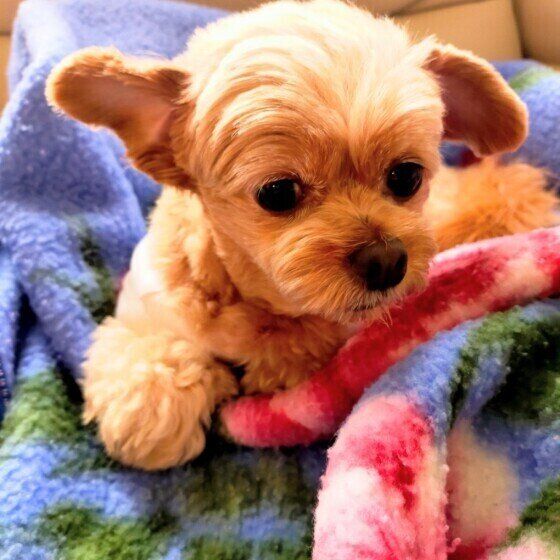 「うちのコは特定の音が大嫌い」犬が嫌がるのはどんな音?  いぬのきもち