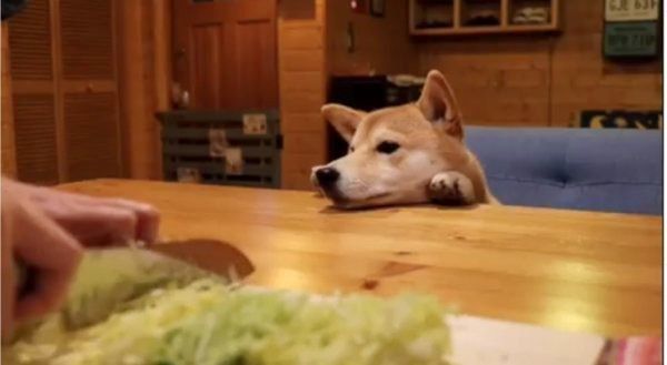 テーブル越しの柴犬