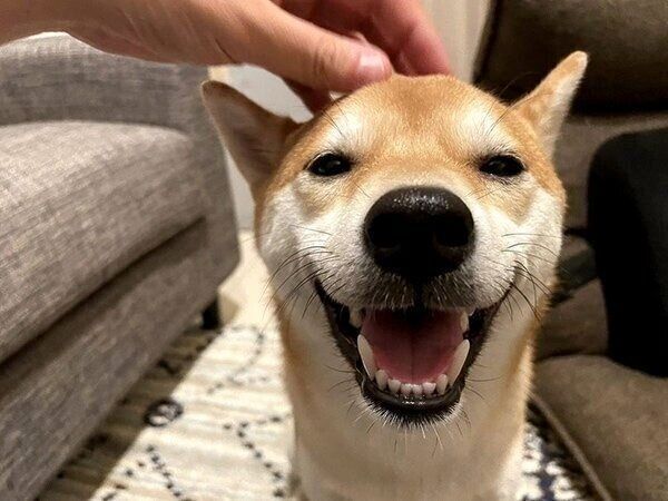 笑顔のきなこちゃん