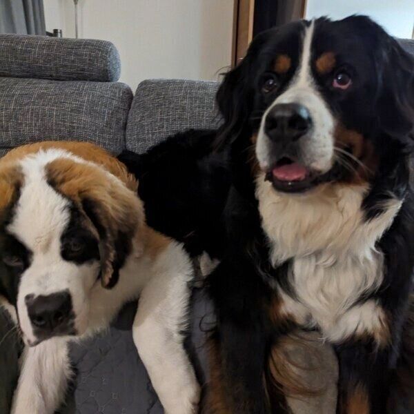 仲良くソファを占領するまさおくんとつとむくん