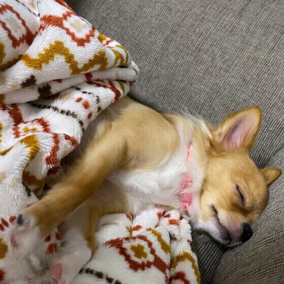 チワワのチオンちゃん