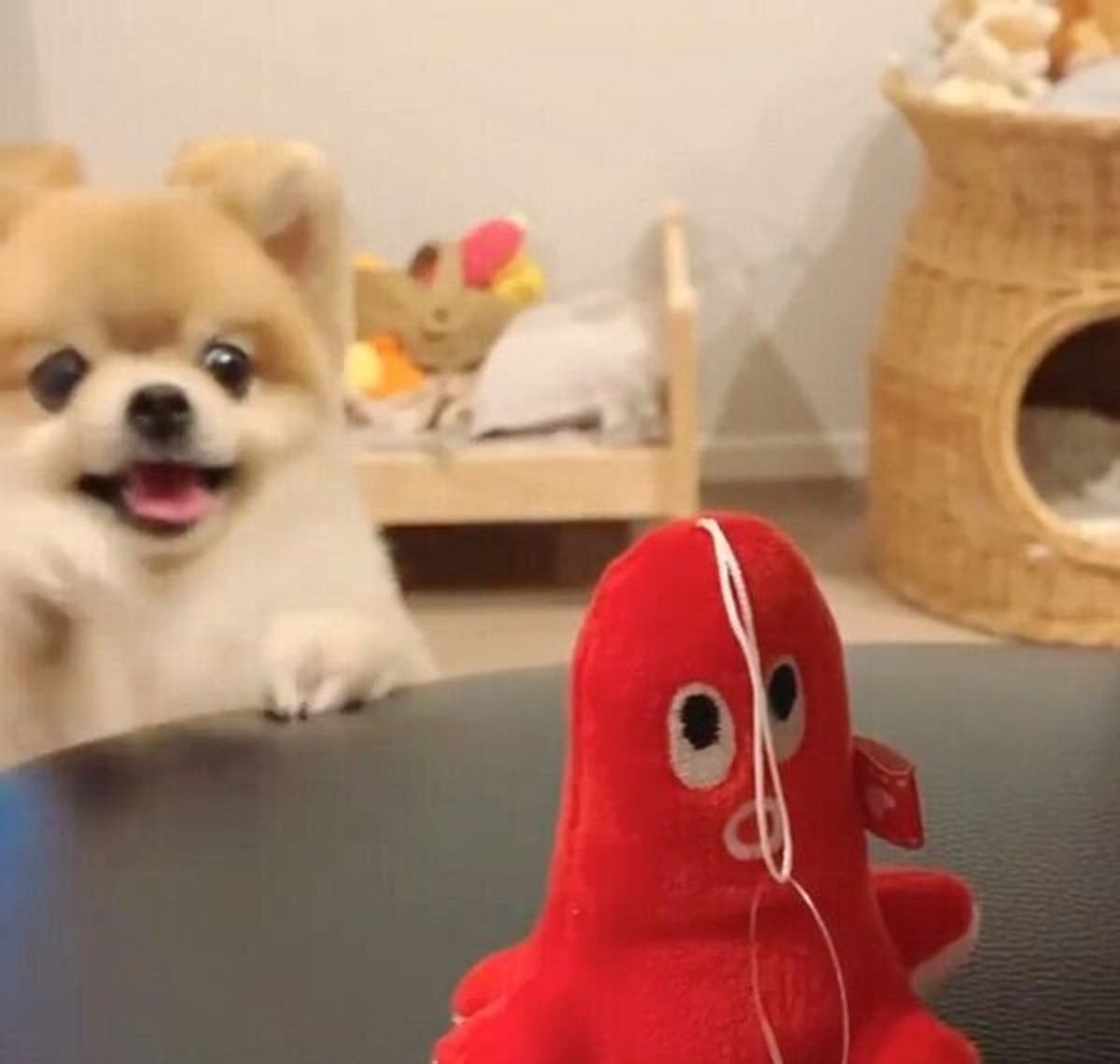 新しいおもちゃ タコさん を見つけてテンション爆上がり キラキラおめめの犬 気になるタコさんのその後は いぬのきもちweb Magazine 新しいおもちゃ タコさん を見つけてテンション爆上がり キラキラおめめの犬 気になるタコさんのその後は いぬのきもちweb Magazine