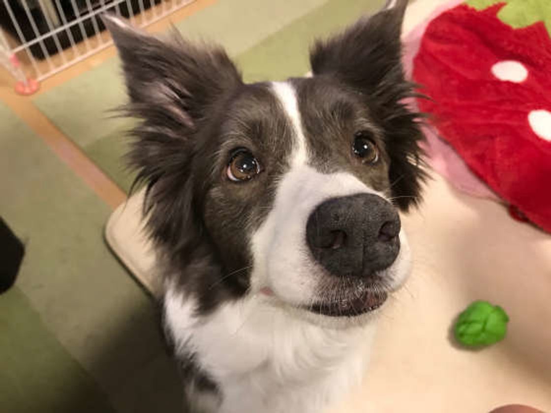 獣医師監修 ボーダー コリーは抜け毛が多い 対策や掃除方法を解説 いぬのきもちweb Magazine 獣医師監修 ボーダー コリーは抜け毛が多い 対策や掃除方法を解説 いぬのきもちweb Magazine