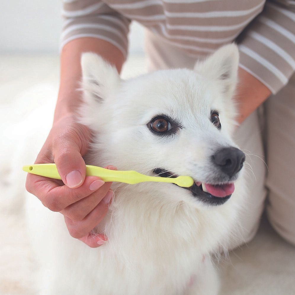 最初はみがきやすい犬歯１本からでOK！　平気なら、次の日は２本……とみがく本数を増やします。歯の裏側や奥歯までみがけるように、少しずつ慣らしていきましょう