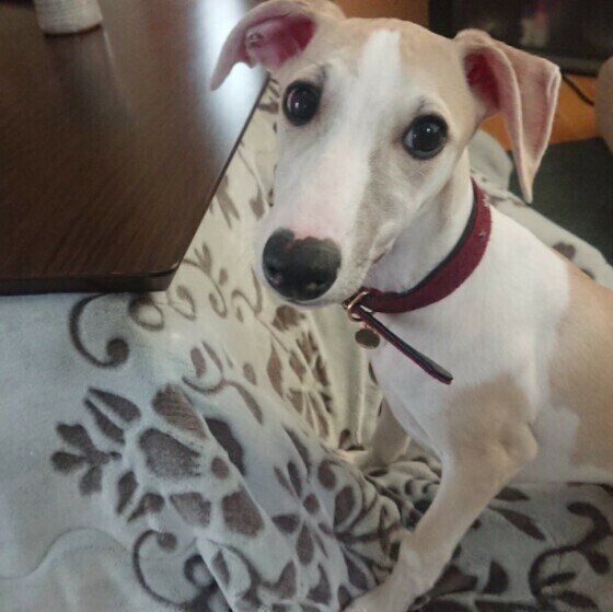 ウィペットのゆりの助ちゃん