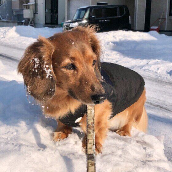 ミニチュア・ダックスフンドのにのくん