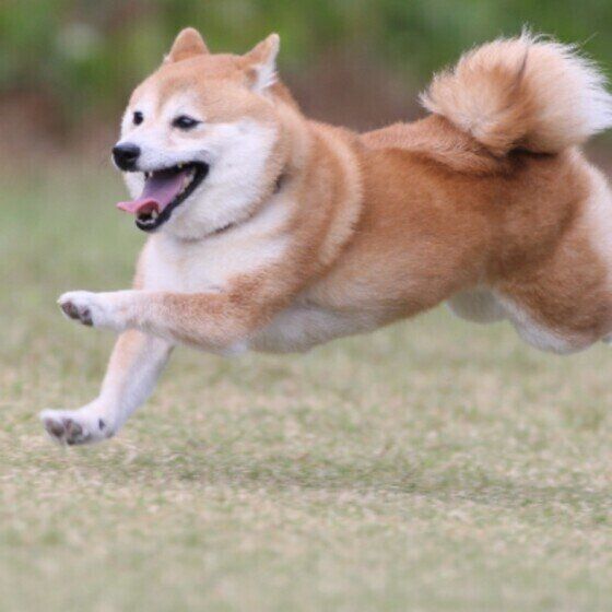 柴犬のももちゃん