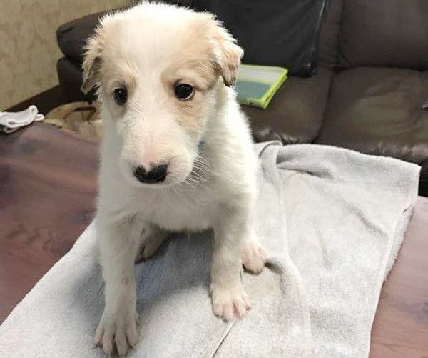 見つめるボルゾイ