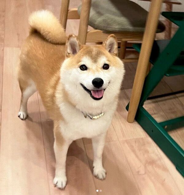 笑顔が可愛いこてつくん