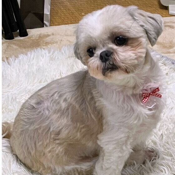 横を見つめるシー・ズー