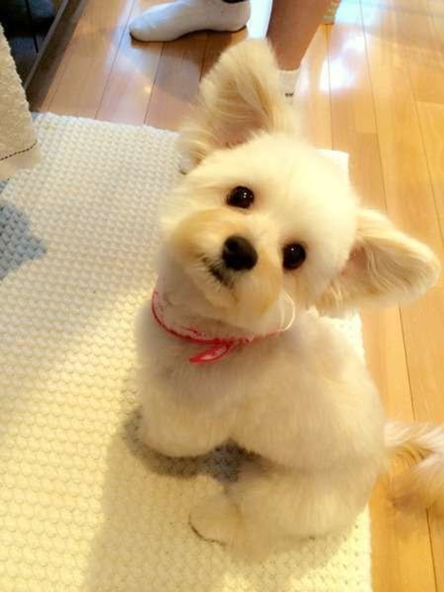 愛犬を叱るとじっと見つめてくる そのとき犬の意外な気持ちは いぬのきもちweb Magazine 愛犬を叱るとじっと見つめてくる そのとき犬の意外な気持ちは いぬのきもちweb Magazine