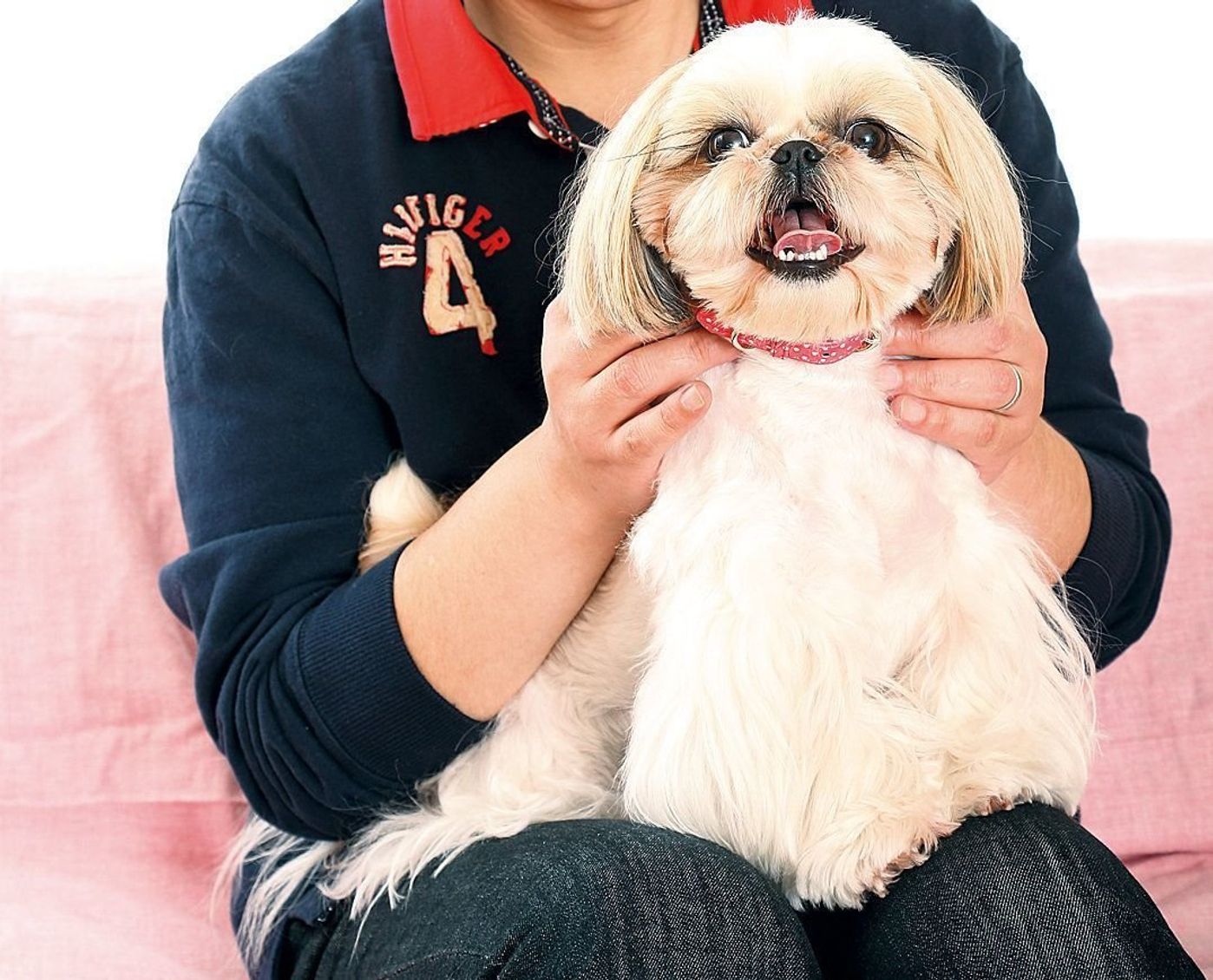 ランキング お年寄り向けの犬種 多頭飼いが向いていない犬種って いぬのきもちweb Magazine ランキング お年寄り向けの犬種 多頭飼いが向いていない犬種って いぬのきもちweb Magazine