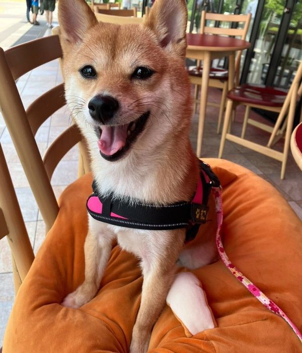 ドッグカフェにやってきたモコちゃん