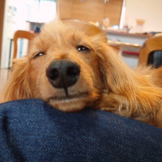 ふて寝するダックスの豆太くん