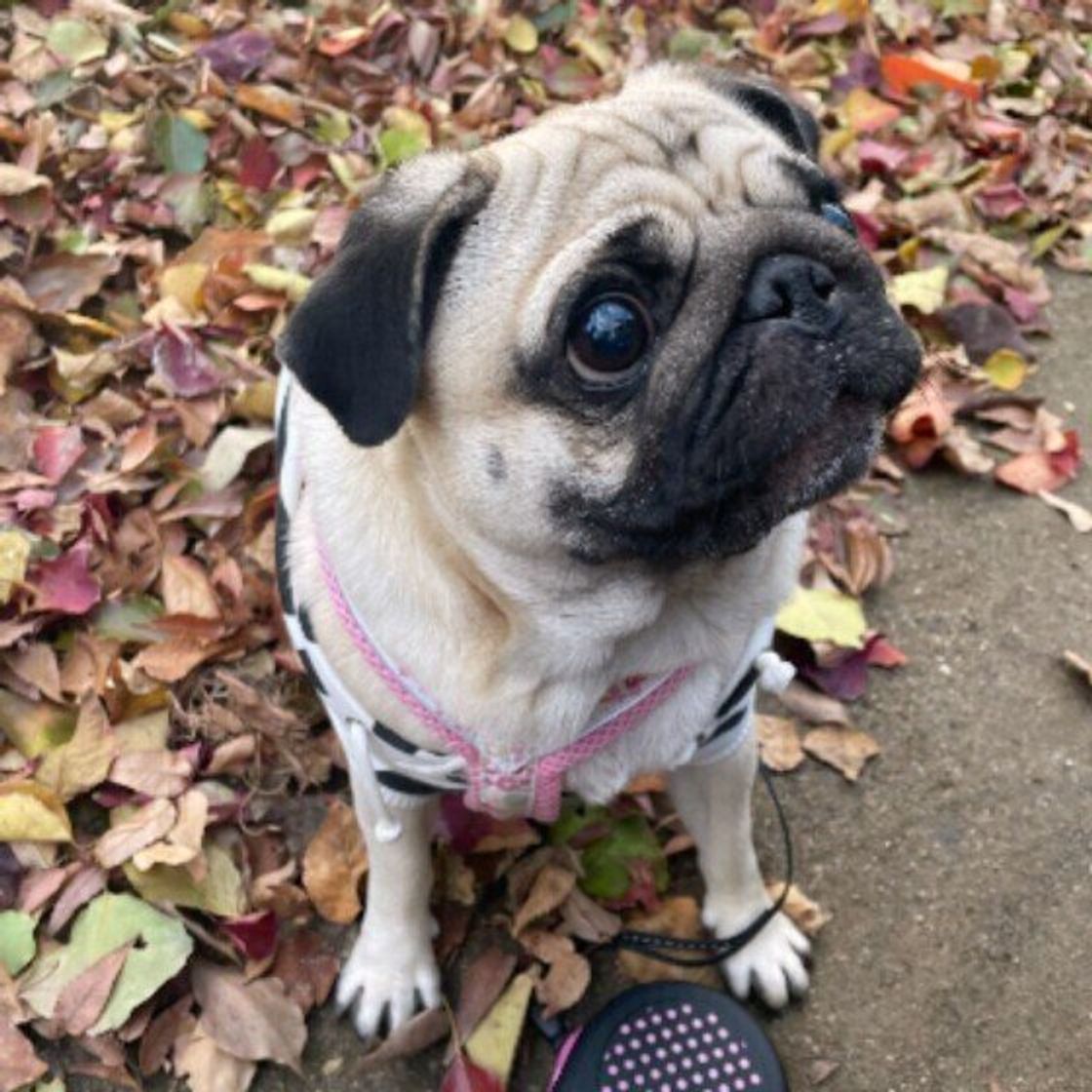 人も犬も触れるだけで危険な猛毒の赤いキノコ カエンタケ も 散歩中にキノコを見つけたら気を付けるべきこと いぬのきもちweb Magazine 人も犬も触れるだけで危険な猛毒の赤いキノコ カエンタケ も 散歩中にキノコを見つけたら気を付けるべきこと いぬのきもちweb Magazine