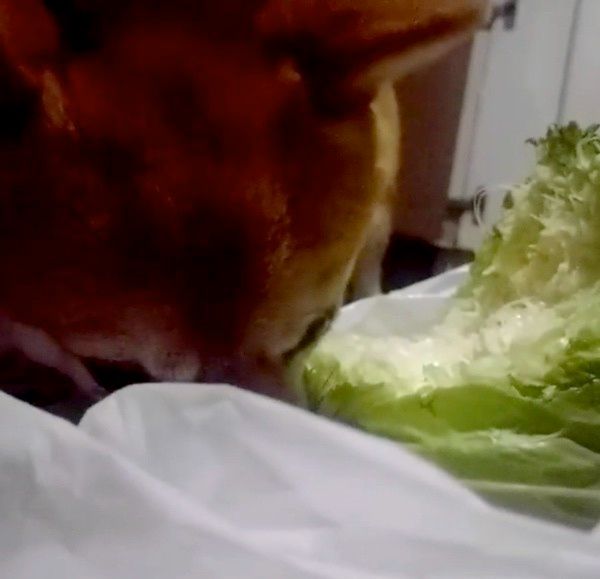 キャベツを食べる柴犬
