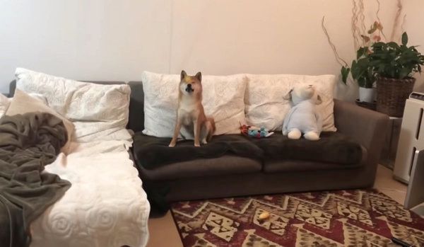 オモチャをナイスキャッチする柴犬