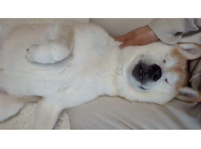 気持ちよさそうに眠るタロウくん