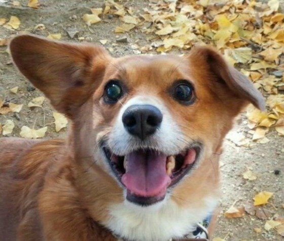 お散歩中のMIX犬