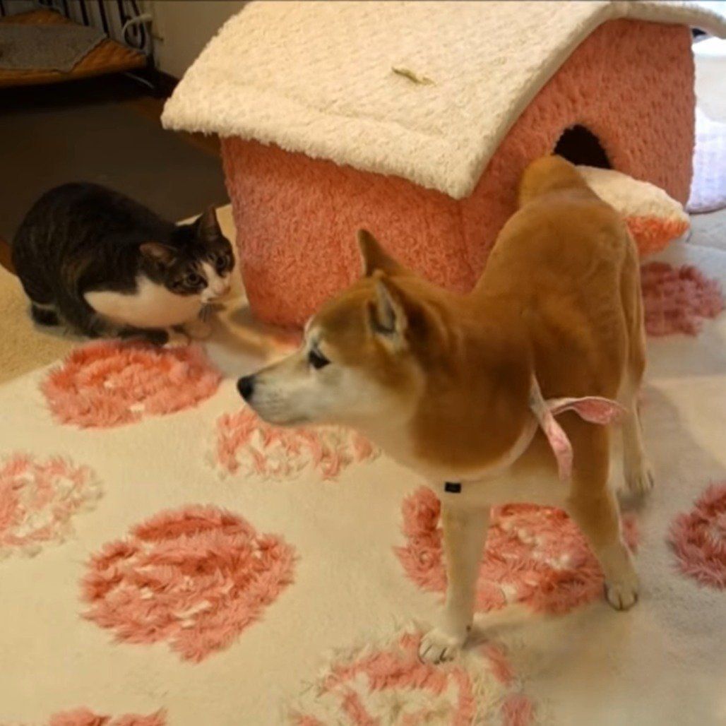 ハウスから出てきた柴犬