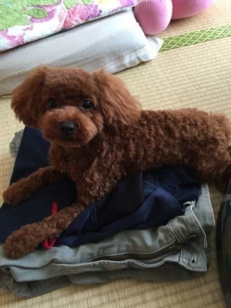 服の上に乗るトイ・プードル