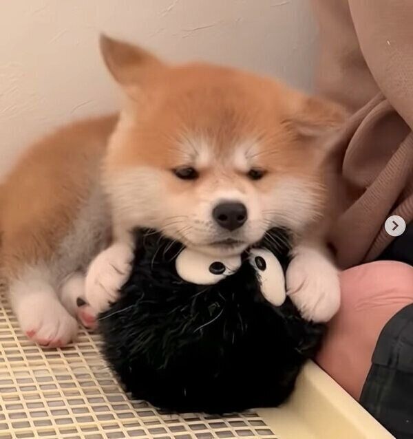 ぬいぐるみを抱えて遊ぶ秋田犬の子犬 途中で見せた「あご乗せ」の可愛