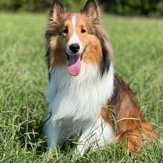 神経質な犬ってどんな犬？ 神経質な犬への理解と接し方 いぬのきもち