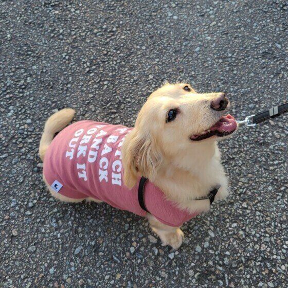 散歩するミニチュア・ダックスフンド