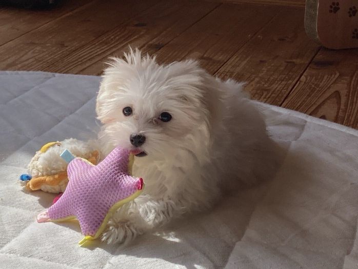 子犬時代のポッケちゃん