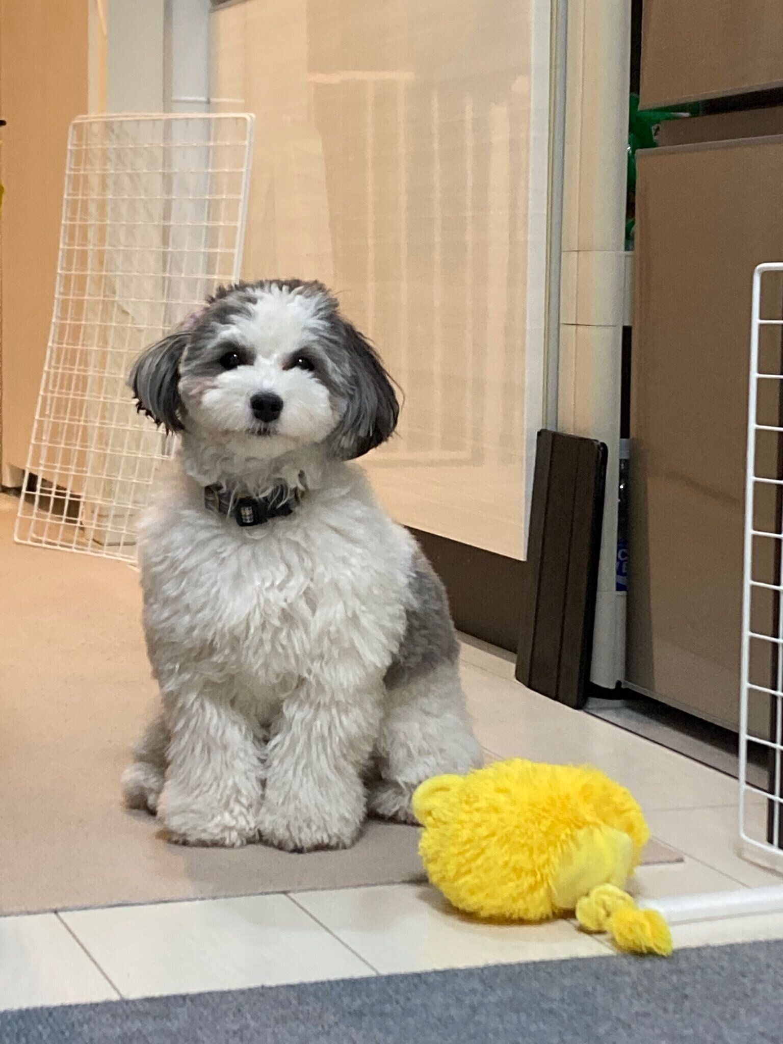 こちらを見つめる犬（1才4カ月）