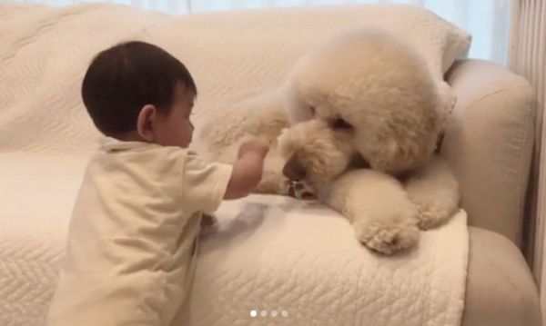 肉球を触られる犬