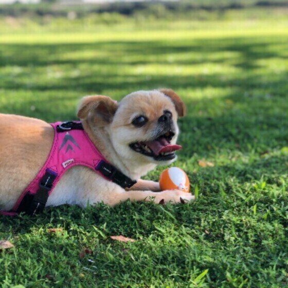 休憩中のモカちゃん