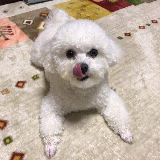 MIXのまるくん。お鼻をペロリ♪