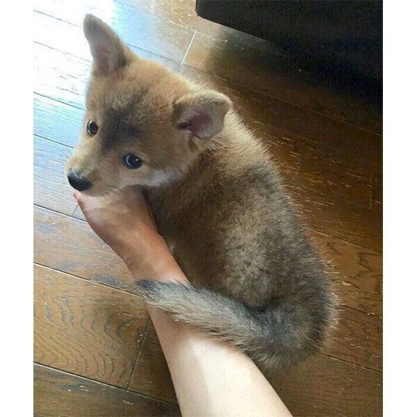 飼い主さんの手に体をくっつけるトンボくん