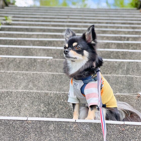 犬の足腰に負担がかかる？ 階段を昇り降りする習慣のある犬への注意点 いぬのきもち