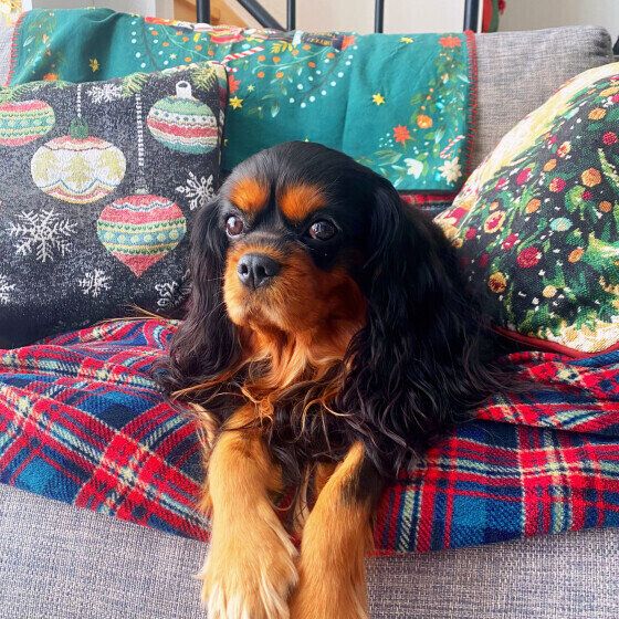 ソファーでくつろぐキャバリア・キング・チャールズ・スパニエル いぬのきもち