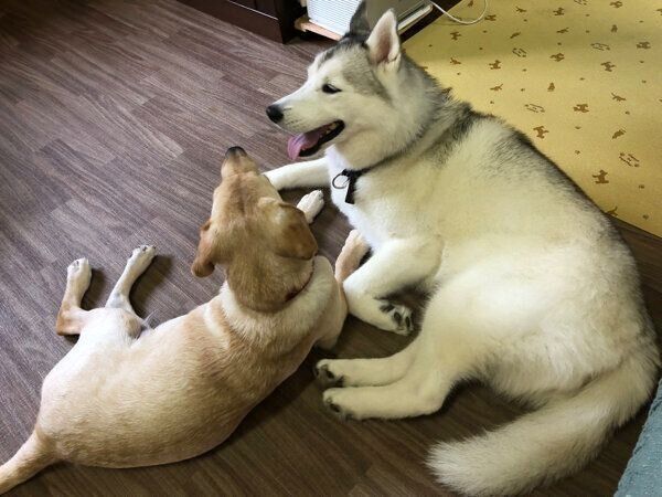 仲良しなぷくちゃん、ゴンくん