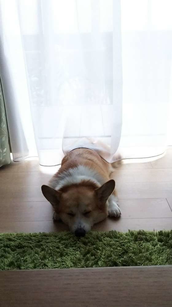  ふくちゃん  ウェルシュ・コーギー・ペンブローク