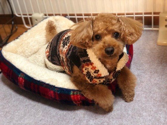 見つめるトイ・プードル